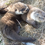 Záchranná stanice při Zoo Brno slaví 10 let, každý rok pomůže tisícovce zvířat